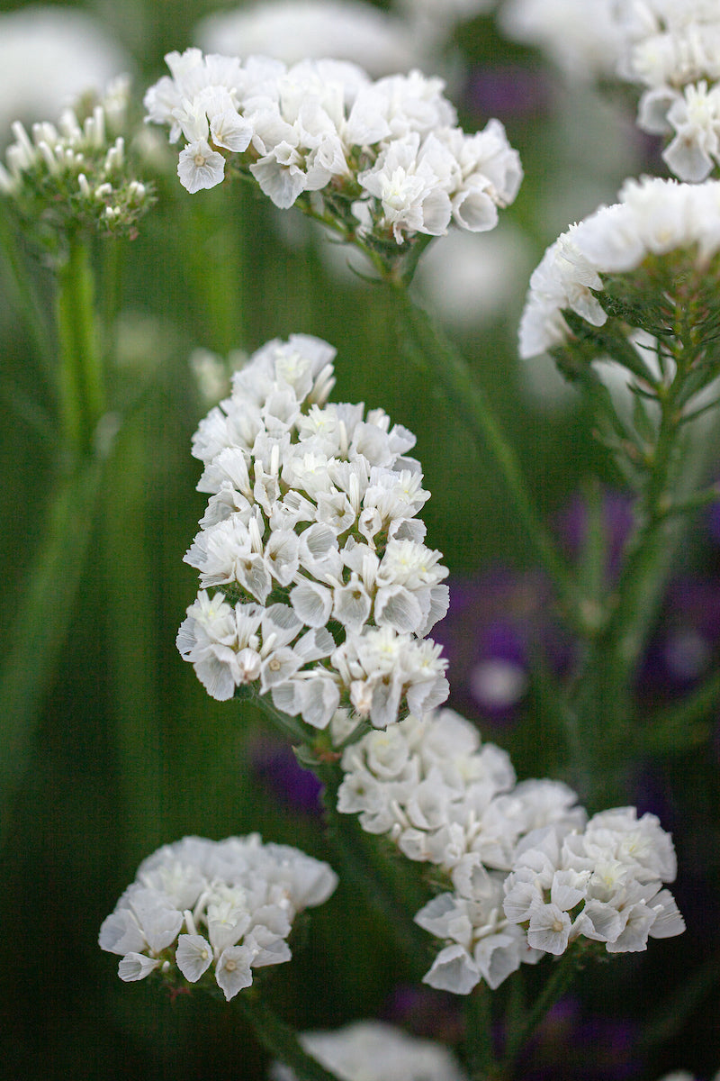 Limonium Sinuatum Iceberg Flower Seeds for Planting – Compact Growth, Heirloom, Non-GMO, High Germination