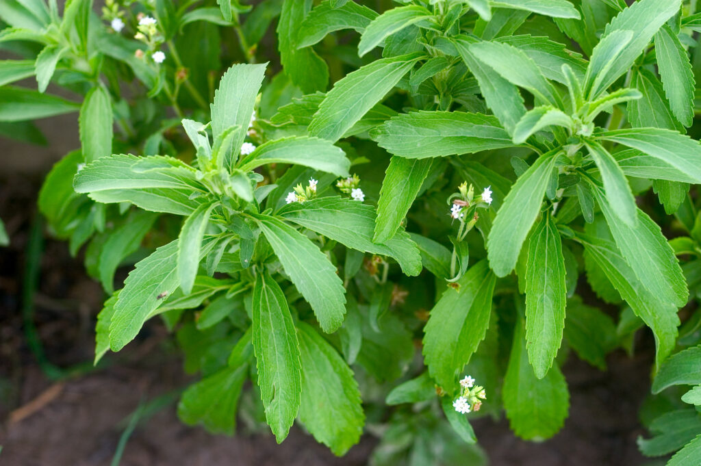 Starleaf Stevia Herb Seeds for Planting – Heirloom, Non-GMO, Organic Garden Seeds with High Germination