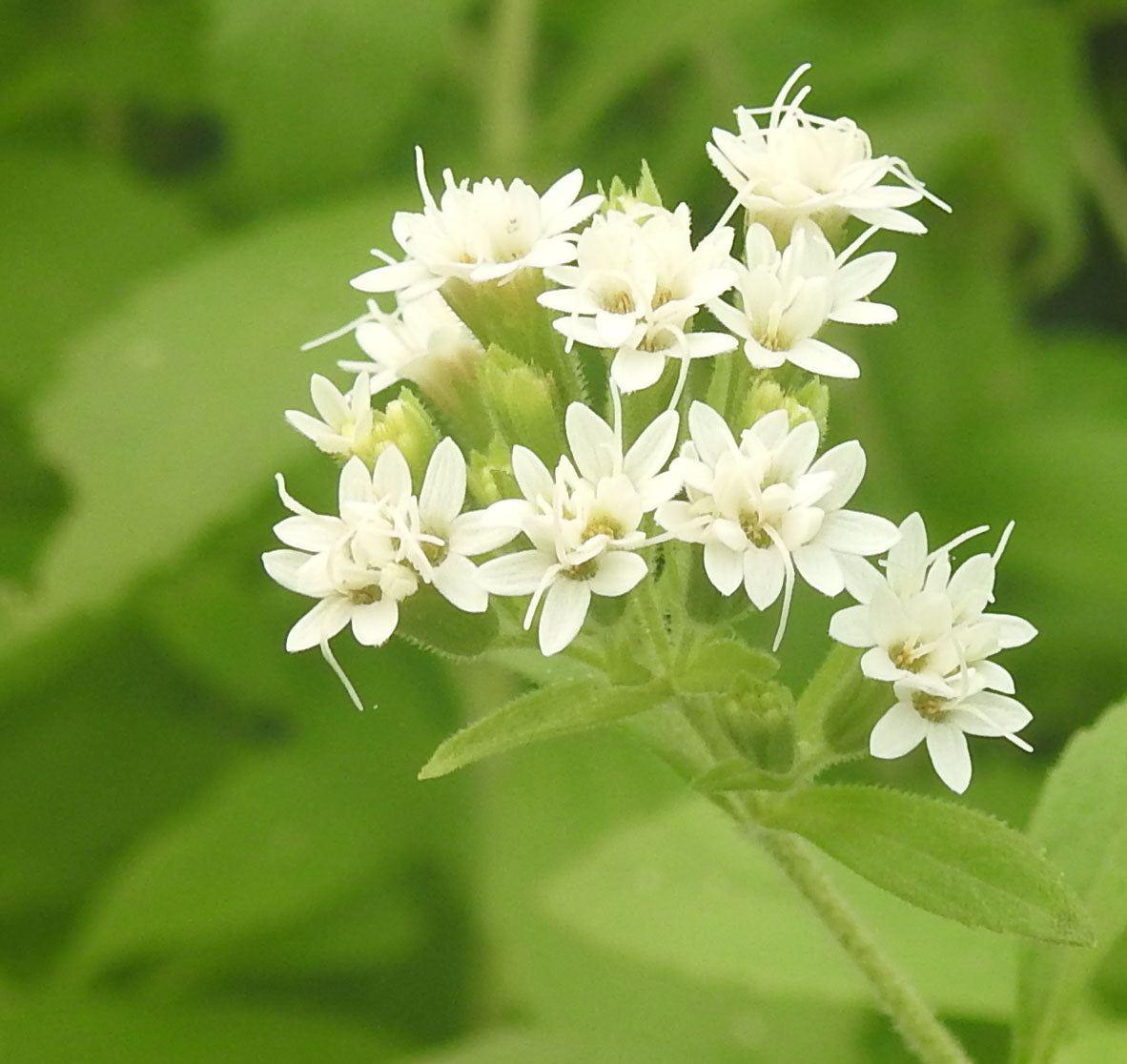 Stevia Rebaudiana Herb Seeds – Heirloom, Non-GMO Seeds for Garden Planting, Chef Recommended