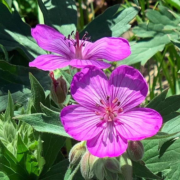Geranium Viscosissimum Flower Seeds for Planting – Heirloom, Non-GMO, High Germination Organic Garden Seeds
