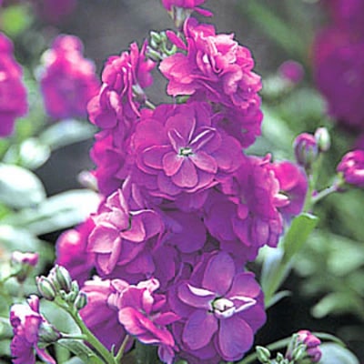 Violet Mini Matthiola Incana Flower Seeds for Planting – Heirloom, Non-GMO, High Germination
