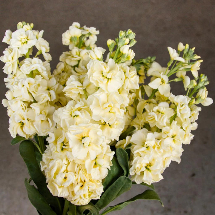 Yellow Matthiola Incana Flower Seeds for Planting – Heirloom, Non-GMO, Drought Tolerant, High Germination