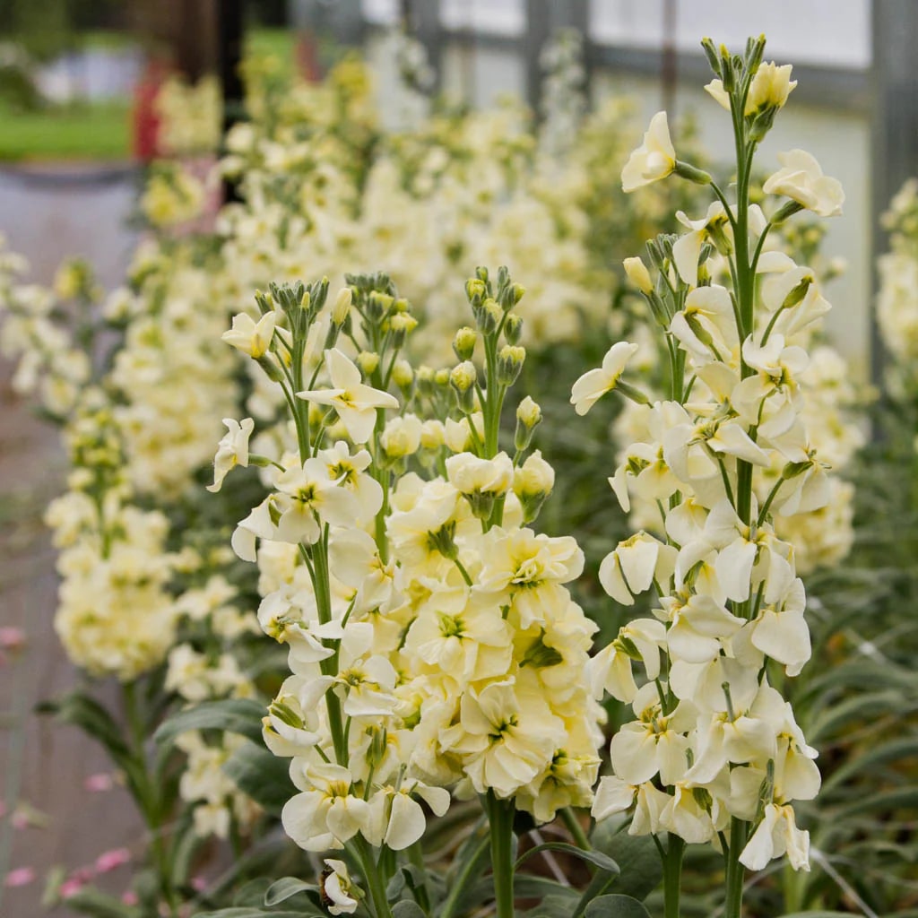 Light Yellow Matthiola Flower Seeds – Vibrant Colors, Heirloom &amp; Non-GMO Seeds for Home Garden