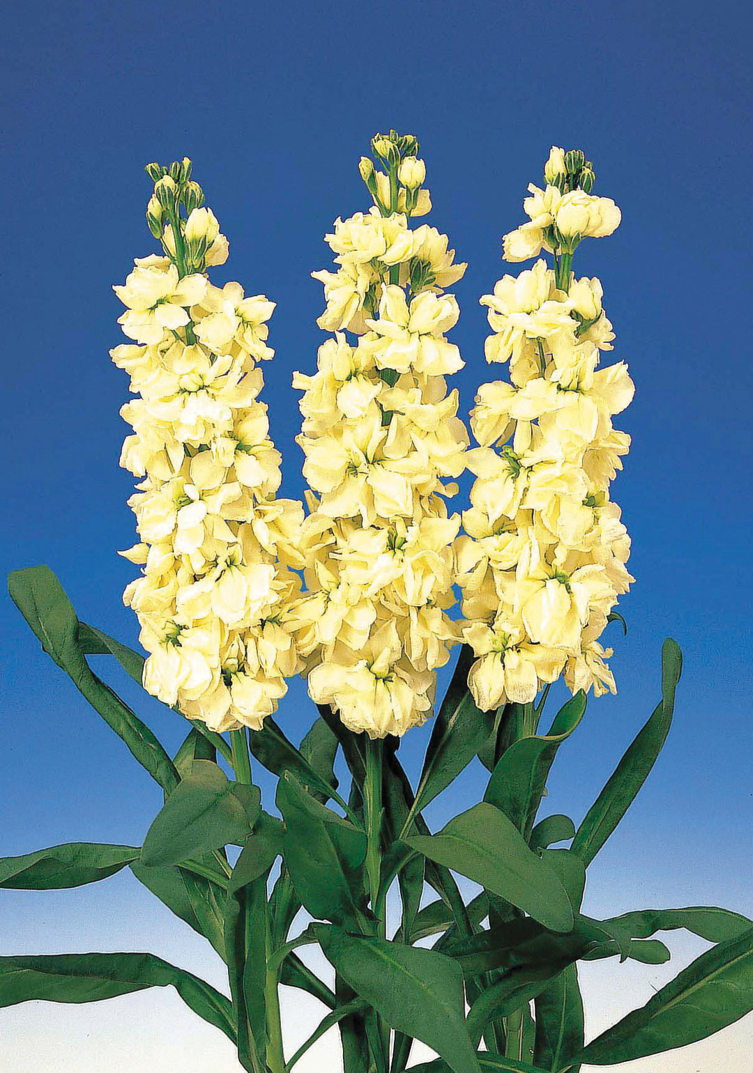 Yellow Matthiola Incana Flower Seeds for Planting – Heirloom, Non-GMO, Drought Tolerant, High Germination