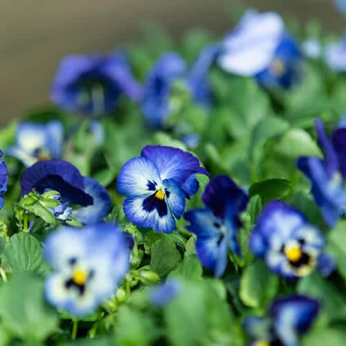 Dark Blue White Pansy Flower Seeds for Planting – Heirloom, Non-GMO, High Germination Organic Garden Seeds