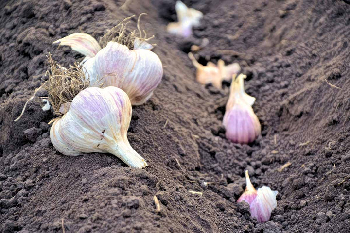 Garlic Seeds for Planting – Heirloom & Non-GMO Bold Flavor Culinary Variety