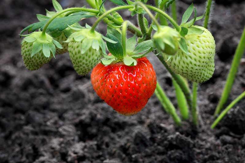 Light Green Strawberry Fruit Seeds for Planting – Heirloom Non-GMO Nutritious High Germination Organic Garden Seeds