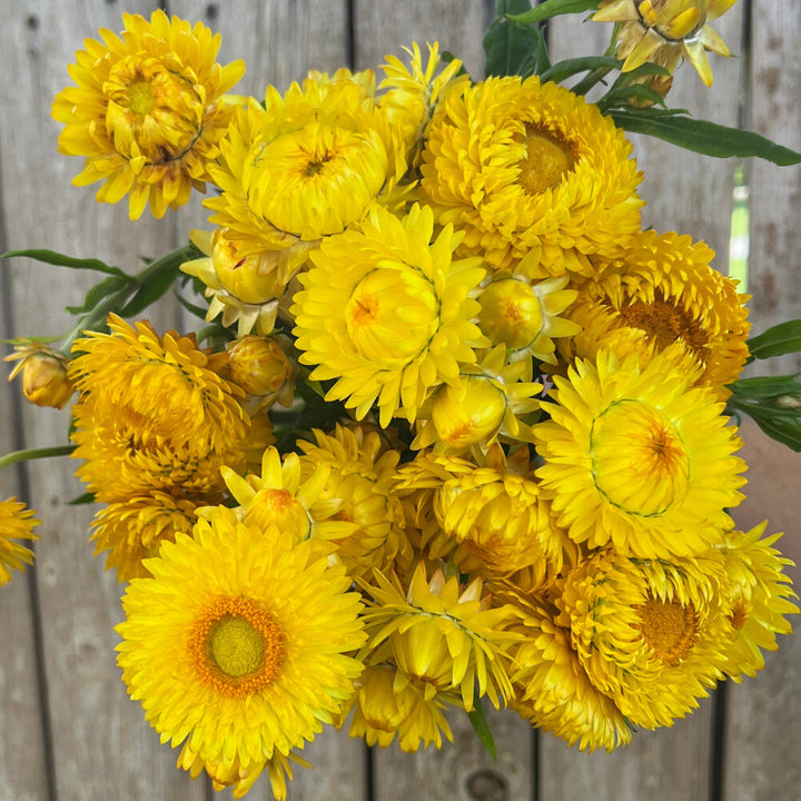 Yellow StrawFlower Seeds for Planting – Heirloom Non-GMO, High Germination Organic Garden Seeds