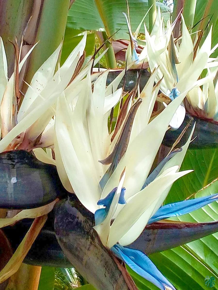 White Strelitzia Reginae Flower Seeds for Planting | Heirloom Non-GMO High Germination
