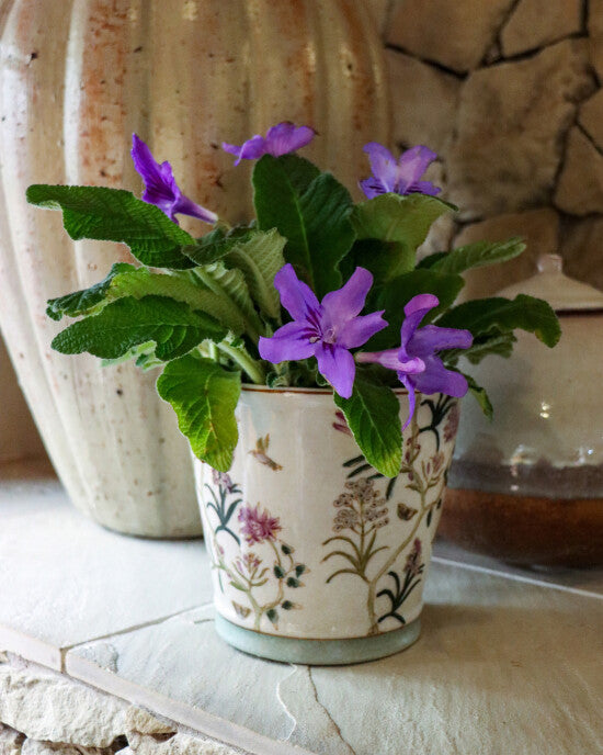 Streptocarpus Flower Seeds for Planting – Heirloom Non-GMO, High Germination Organic Garden Seeds