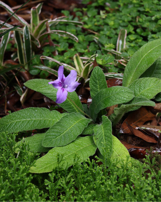 Streptocarpus Flower Seeds for Planting – Heirloom Non-GMO, High Germination Organic Garden Seeds