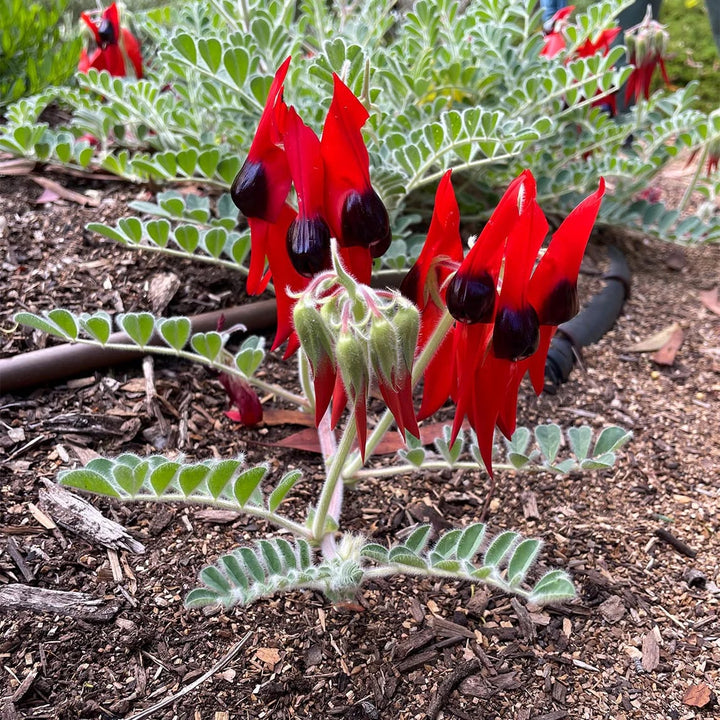 Sturt's Flower Seeds for Planting – Heirloom Non-GMO Seeds for Planting with High Germination