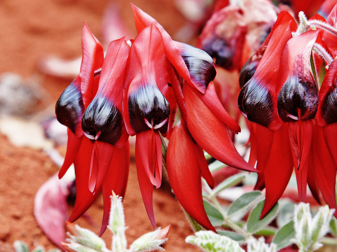 Sturt's Desert Pea Flower Seeds for Planting – Heirloom, Non-GMO, High Germination Organic Garden Seeds