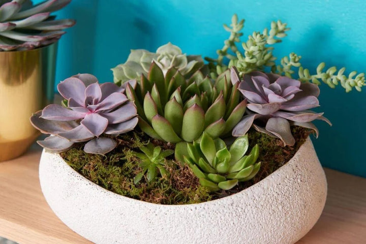 Succulents Bonsai Flower Seeds for Planting – Premium Heirloom, Non-GMO, High Germination Seeds
