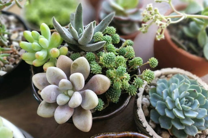 Succulents Bonsai Flower Seeds for Planting – Premium Heirloom, Non-GMO, High Germination Seeds