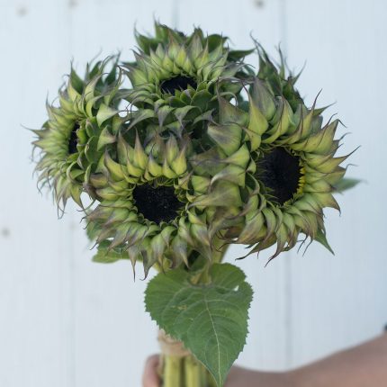 Sea Green Sunflower Perennial Flower Seeds for Planting – Heirloom, Non-GMO, High Germination Organic Garden Seeds