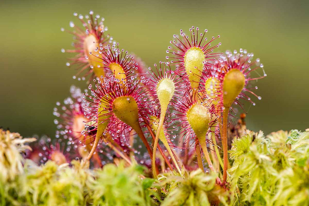Red Yellow Sundew Flower Seeds for Planting – Heirloom Non-GMO High Germination Organic Garden Seeds