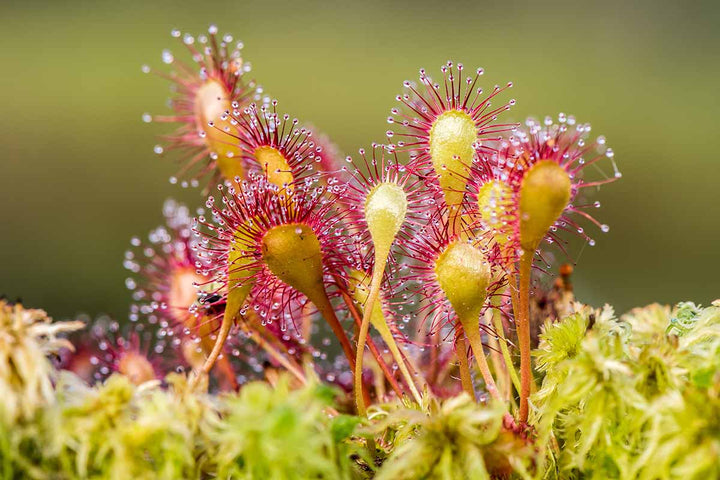 Red Yellow Sundew Flower Seeds for Planting – Heirloom Non-GMO High Germination Organic Garden Seeds