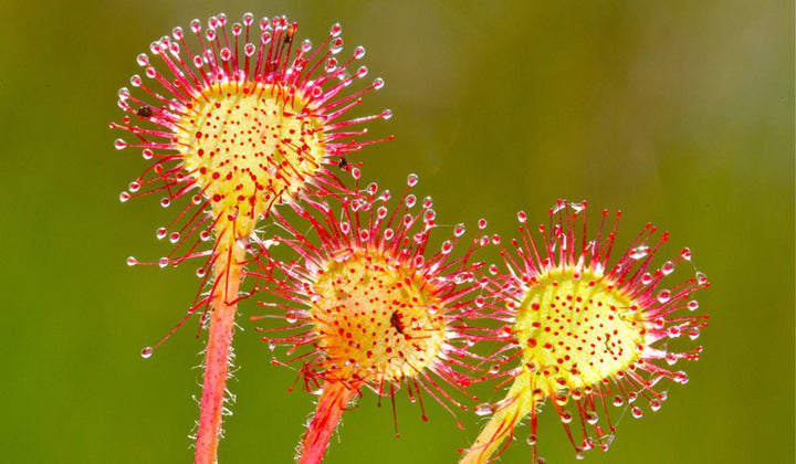Red Yellow Sundew Flower Seeds for Planting – Heirloom Non-GMO High Germination Organic Garden Seeds