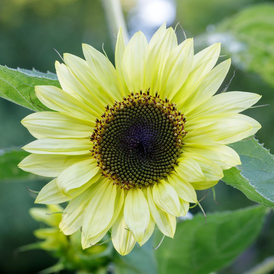 Lemon SunFlower Seeds for Planting – Heirloom, Non-GMO, High Germination Organic Garden Seeds