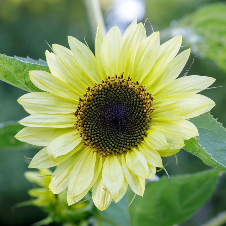 Lemon SunFlower Seeds for Planting – Heirloom, Non-GMO, High Germination Organic Garden Seeds