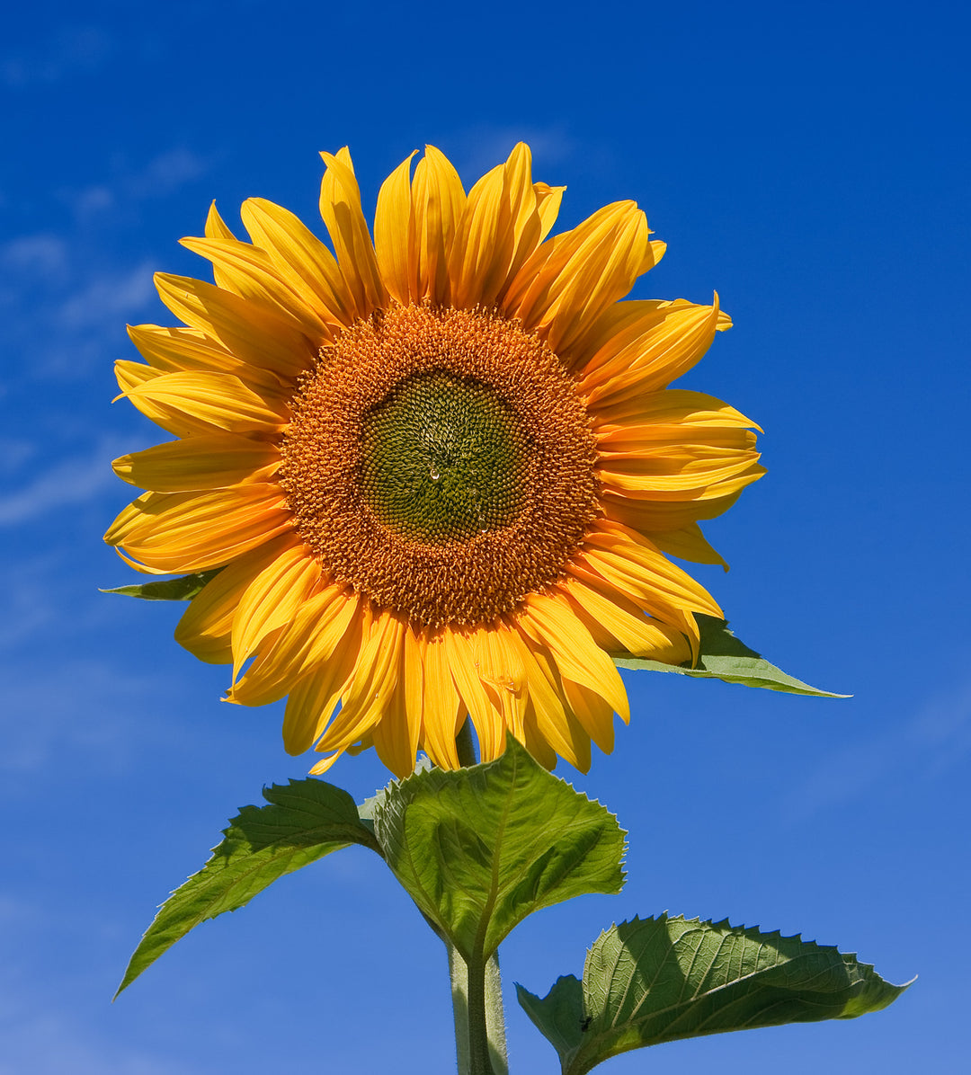 Sunflower Seeds for Planting – Hardy Heirloom Non-GMO Variety | High Germination Organic Garden Seeds