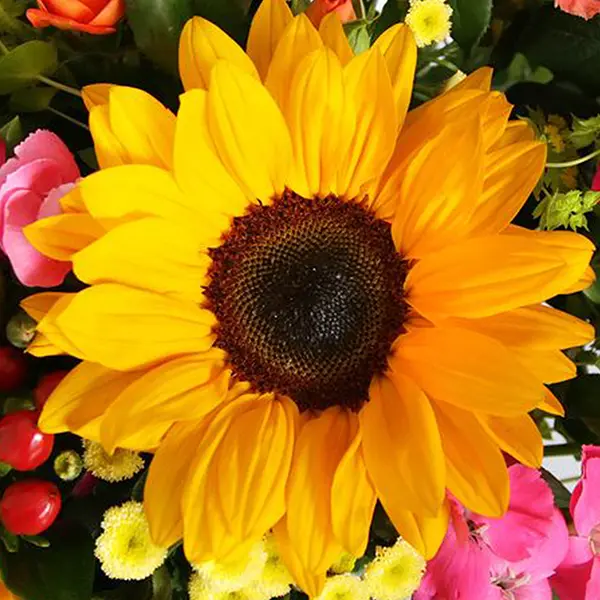 Sunflower Mixed Flower Seeds for Planting 100 pcs - Bright Blooms, Heirloom & GMO Free Seeds for Home Garden