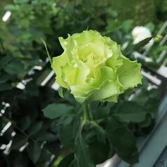 Light Green Rose Flower Seeds for Planting – Heirloom, Non-GMO, High Germination Organic Garden Seeds