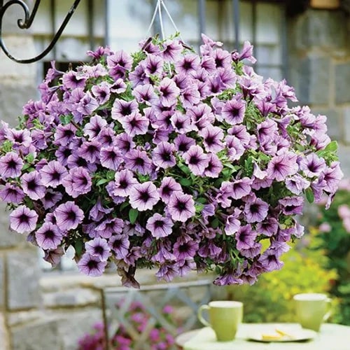 Light Purple Hanging Petunia Flower Seeds for Planting – Heirloom, Non-GMO, High Germination Blooms