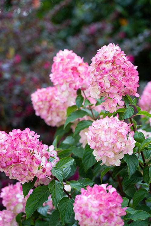 White Pink Hydrangea Seeds Flower Seeds for Planting – Heirloom Non-GMO, High Germination Organic Garden Seeds