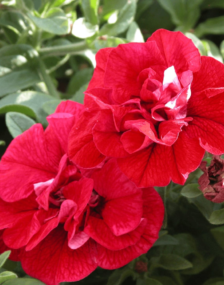 Double Wave Red Petunia Flower Seeds for Planting – Heirloom, Non-GMO, High Germination Garden Seeds