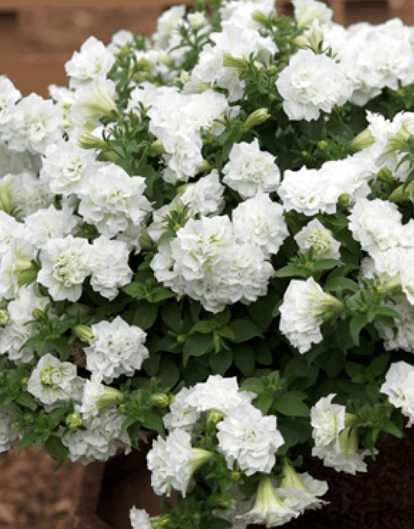 White Double Petunia Seeds for Planting – Heirloom Non-GMO High Germination Organic Garden Seeds