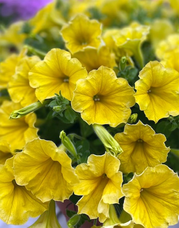 Deep Yellow Petunia Flower Seeds for Planting – Heirloom, Non-GMO, Easy to Grow, High Germination Seeds
