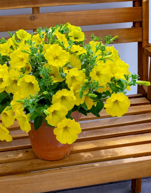 Deep Yellow Petunia Flower Seeds for Planting – Heirloom, Non-GMO, Easy to Grow, High Germination Seeds
