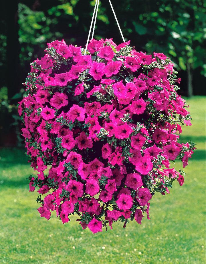 Dark Pink Hanging Petunia Seeds for Planting – Heirloom, Non-GMO, High Germination Garden Seeds