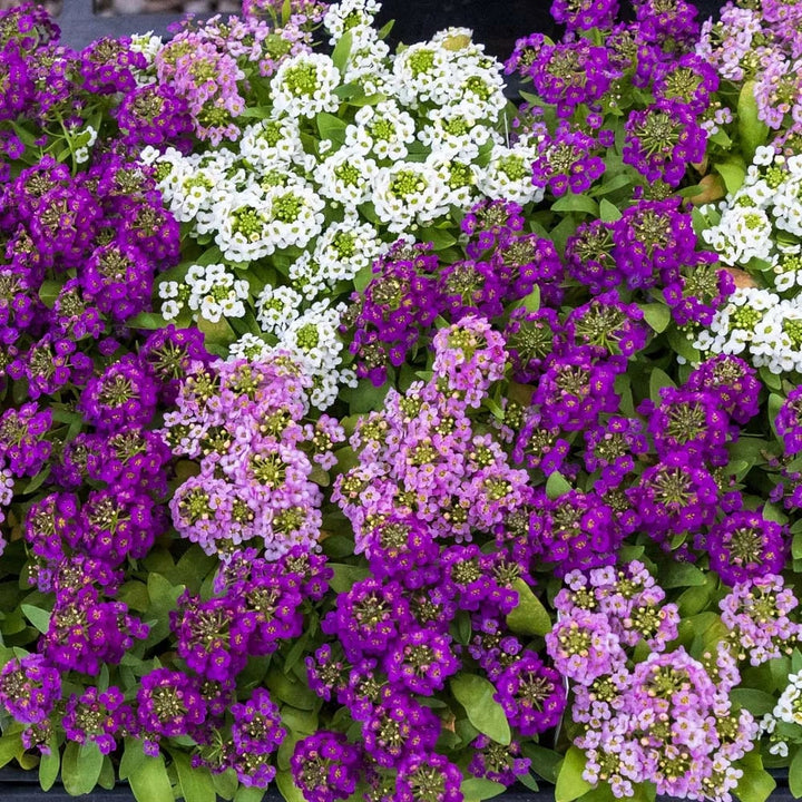Alyssum Flower seeds for Planting - Cut Flower Favorite, Heirloom & GMO Free Seeds for Home Garden – High Germination