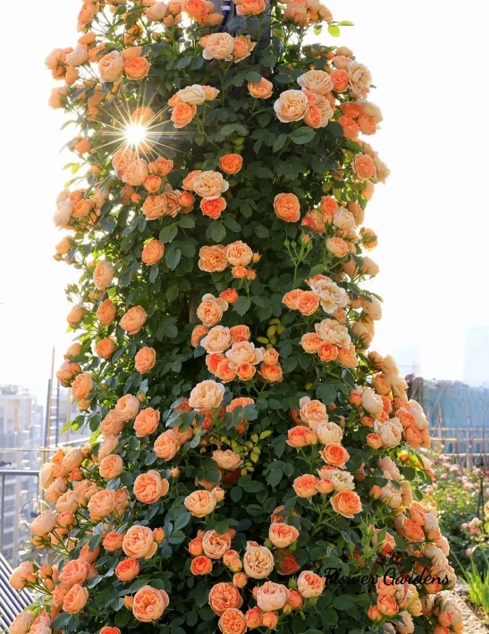 Orange Climbing Rose Flower seeds for Planting – Fragrant Blossoms, Heirloom, Non-GMO Seeds