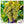 Yellow Grape Fruit Seeds for Planting – Heirloom, Non-GMO Delicious Vibrant Garden Grape Seeds