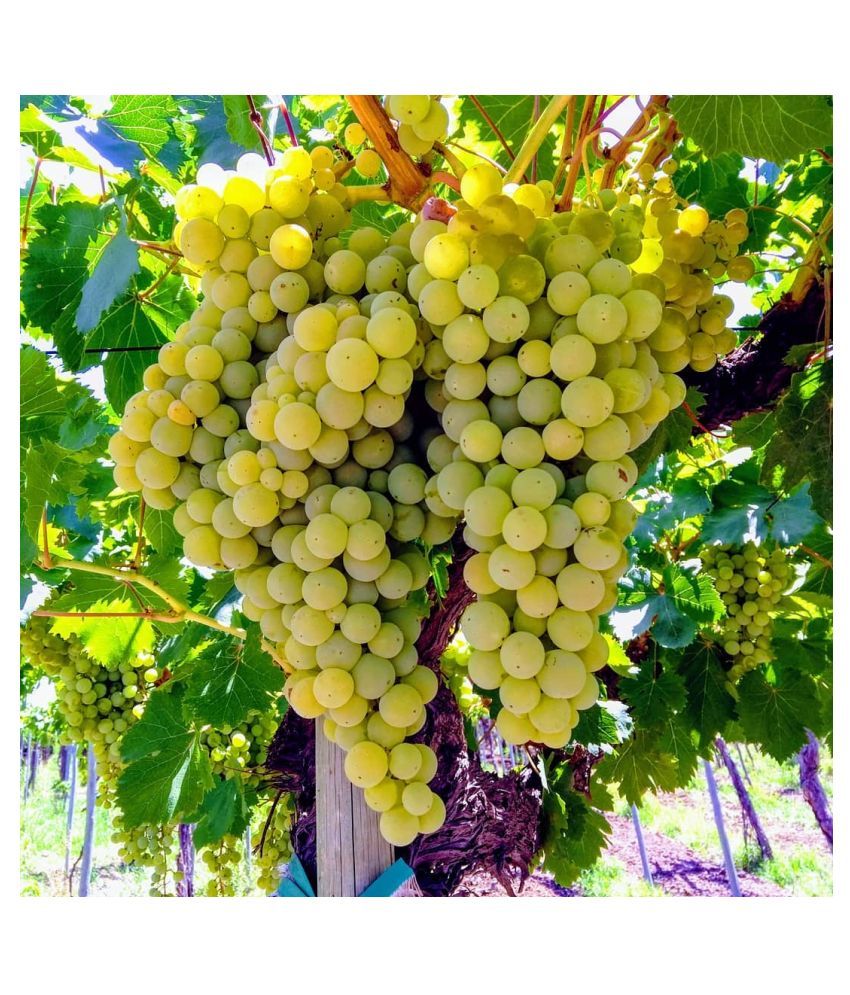 Yellow Grape Fruit Seeds for Planting – Heirloom, Non-GMO Delicious Vibrant Garden Grape Seeds