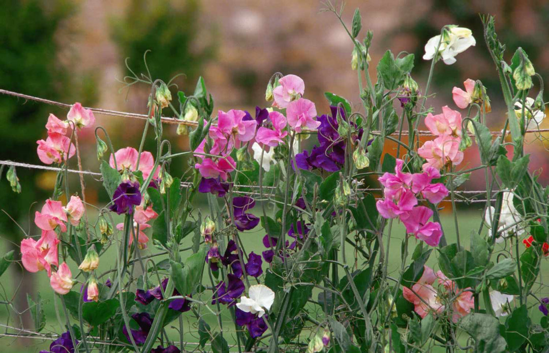 Sweet Pea Flower Seeds for Planting – Heirloom, Non-GMO, High Germination Garden Seeds
