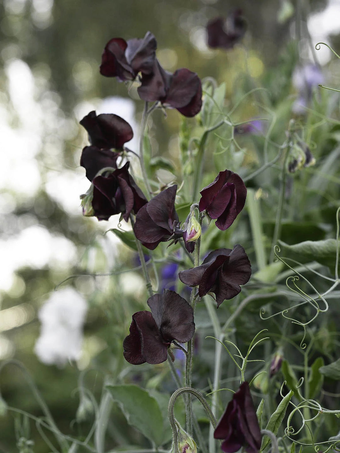Black Sweet Pea Flower Seeds for Planting – Heirloom, Non-GMO, Border Perfect, High Germination