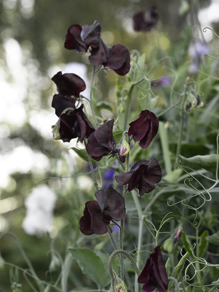 Black Sweet Pea Flower Seeds for Planting – Heirloom, Non-GMO, Border Perfect, High Germination