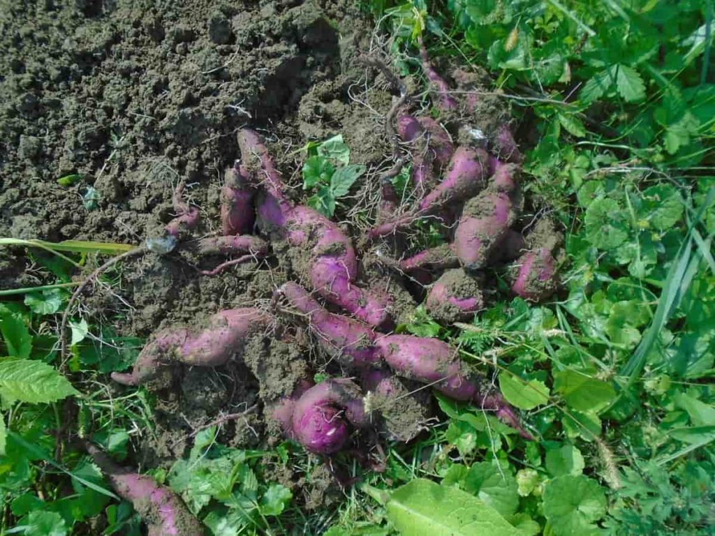 Purple Batatas Potato Vegetable Seeds for Planting – Heirloom & Non-GMO Garden Seeds, Colorful Sweet Roots