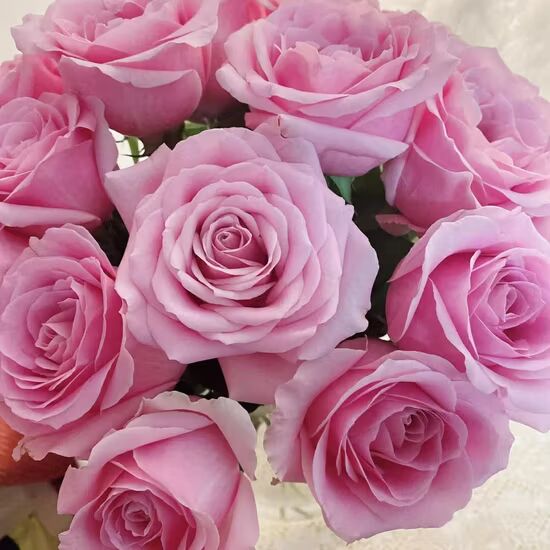 Light Pink Snow Rose Flower Seeds for Planting – Heirloom, Non-GMO, High Germination Organic Garden Seeds