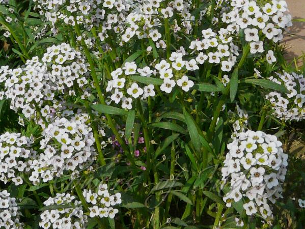 Alyssum Lobularia Flower Seeds for Planting – Heirloom Non-GMO, High Germination Organic Garden Seeds
