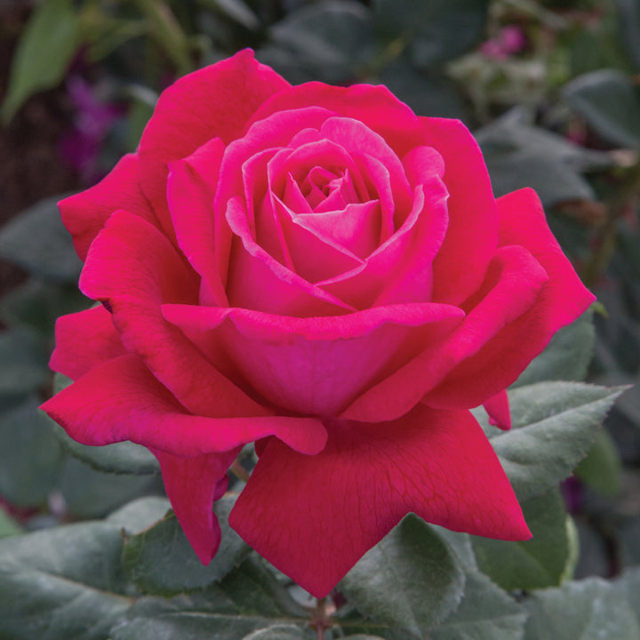 Cream Red Spirit Rose Flower Seeds for Planting – Heirloom Non-GMO, High Germination Organic Garden Seeds