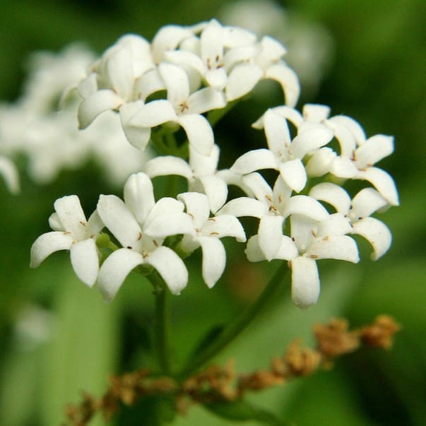 Galium Flower Seeds for Planting – Heirloom Non-GMO, High Germination Organic Garden Seeds