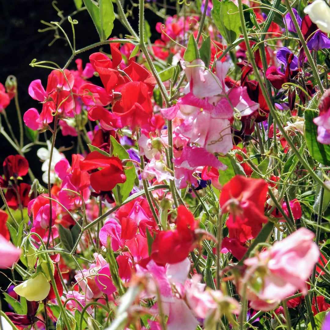 Multi Sweet Pea Flower Seeds for Planting – Low Maintenance Heirloom Non-GMO Seeds for Home Garden