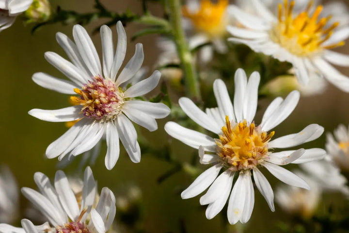 White Prairie Aster Flower Seeds for Planting – Heirloom Non-GMO, High Germination Organic Garden Seeds
