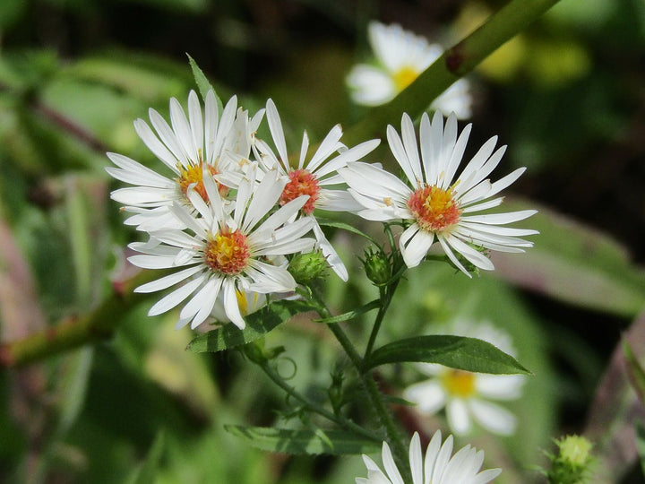 White Army Green Aster Flower Seeds for Planting – Heirloom, Non-GMO, High Germination Blooms